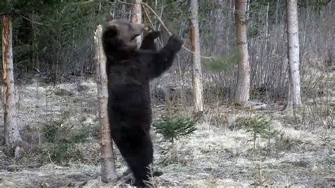 Videos dancing bear - Aug 3, 2022 · The last Bulgarian dancing bear was rescued in 2007. In 2017, a bear from Albania moved in. He was most likely the last dancing bear in Europe. As there are no more dancing bears to be rescued, the sanctuary now helps the animals held in poor conditions in zoos or in private captivity. Three bears: Monty, Teddy and Lady M were rescued from zoos ... 